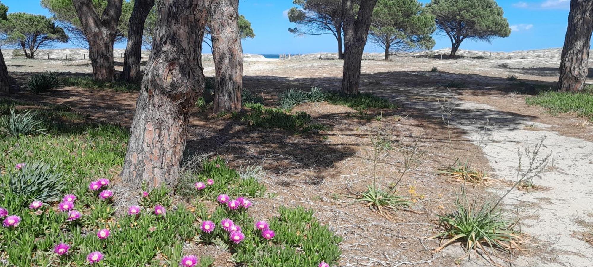 Resort Abbaia Ba Budoni Dış mekan fotoğraf