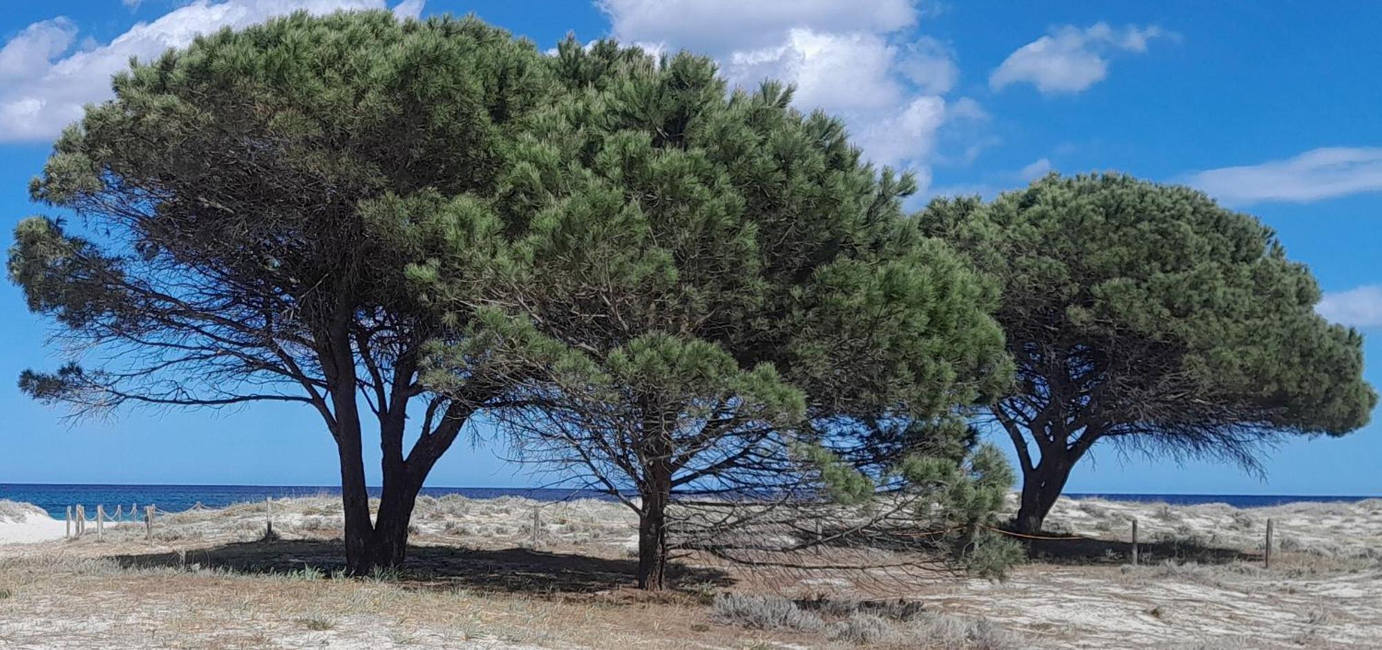 Resort Abbaia Ba Budoni Dış mekan fotoğraf